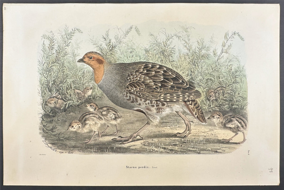 Partridge - Starna perdix