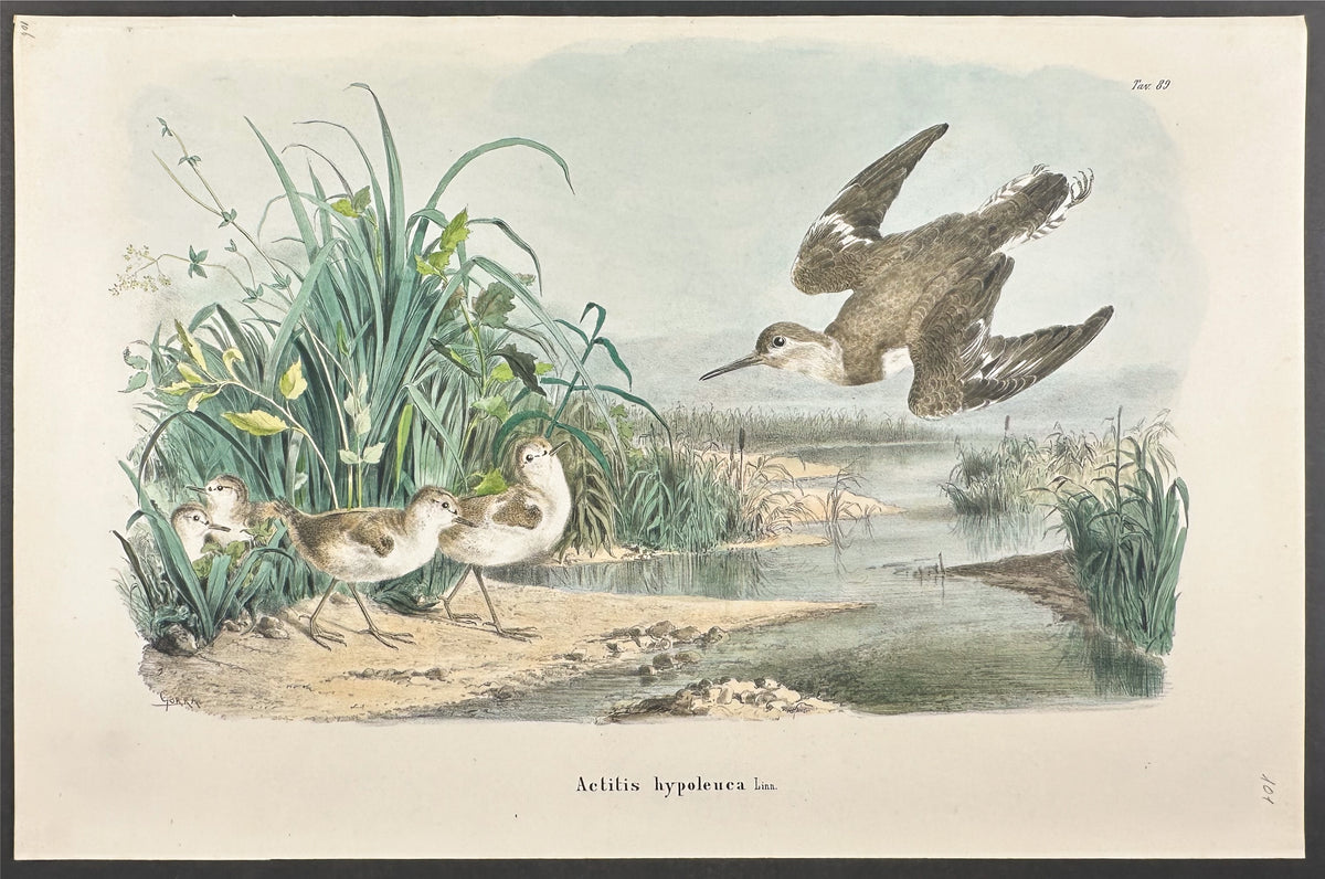 Sandpiper - Actitis Hypoleucos