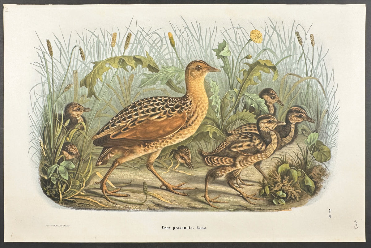 Land Rail or Corn Crake - Crex Pratensis