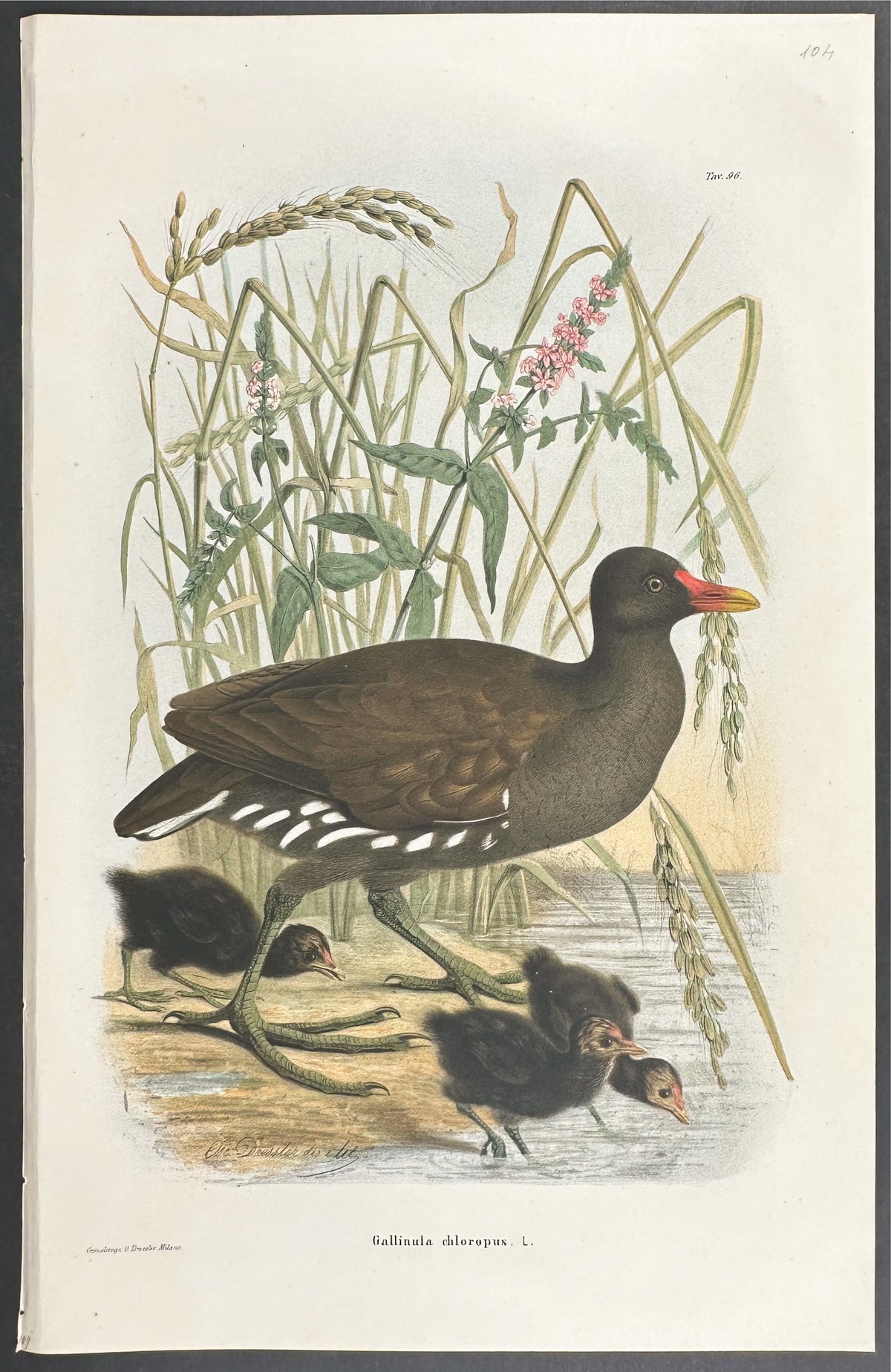 Moorhen - Gallinula chloropus