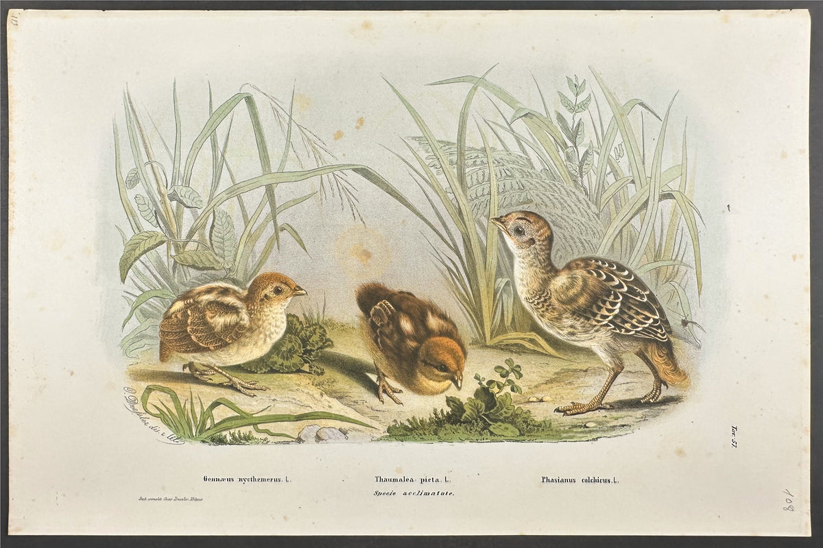 Bird - Gennaeus Nythemerus