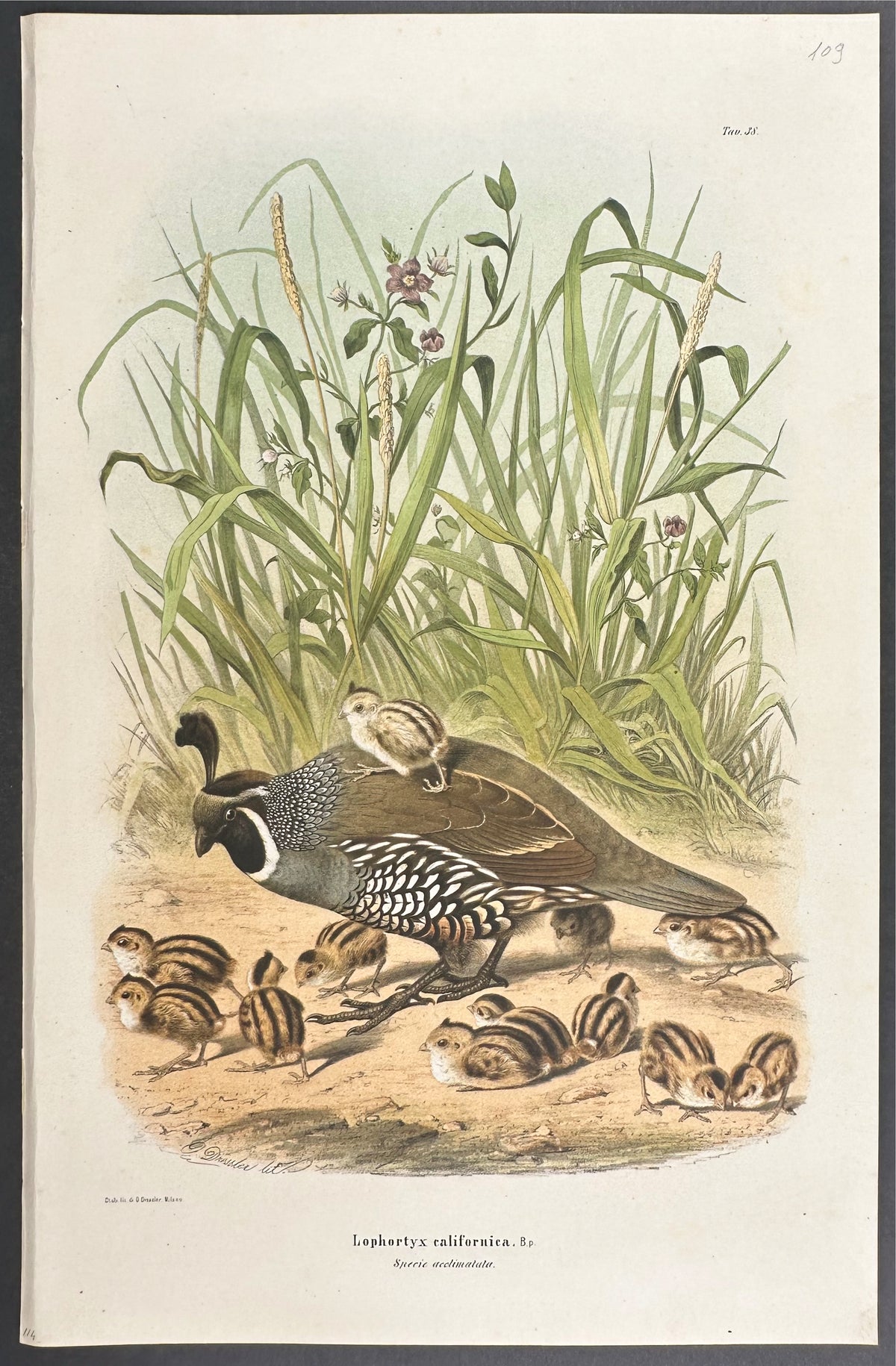 California Quail - Lophortyx Californica