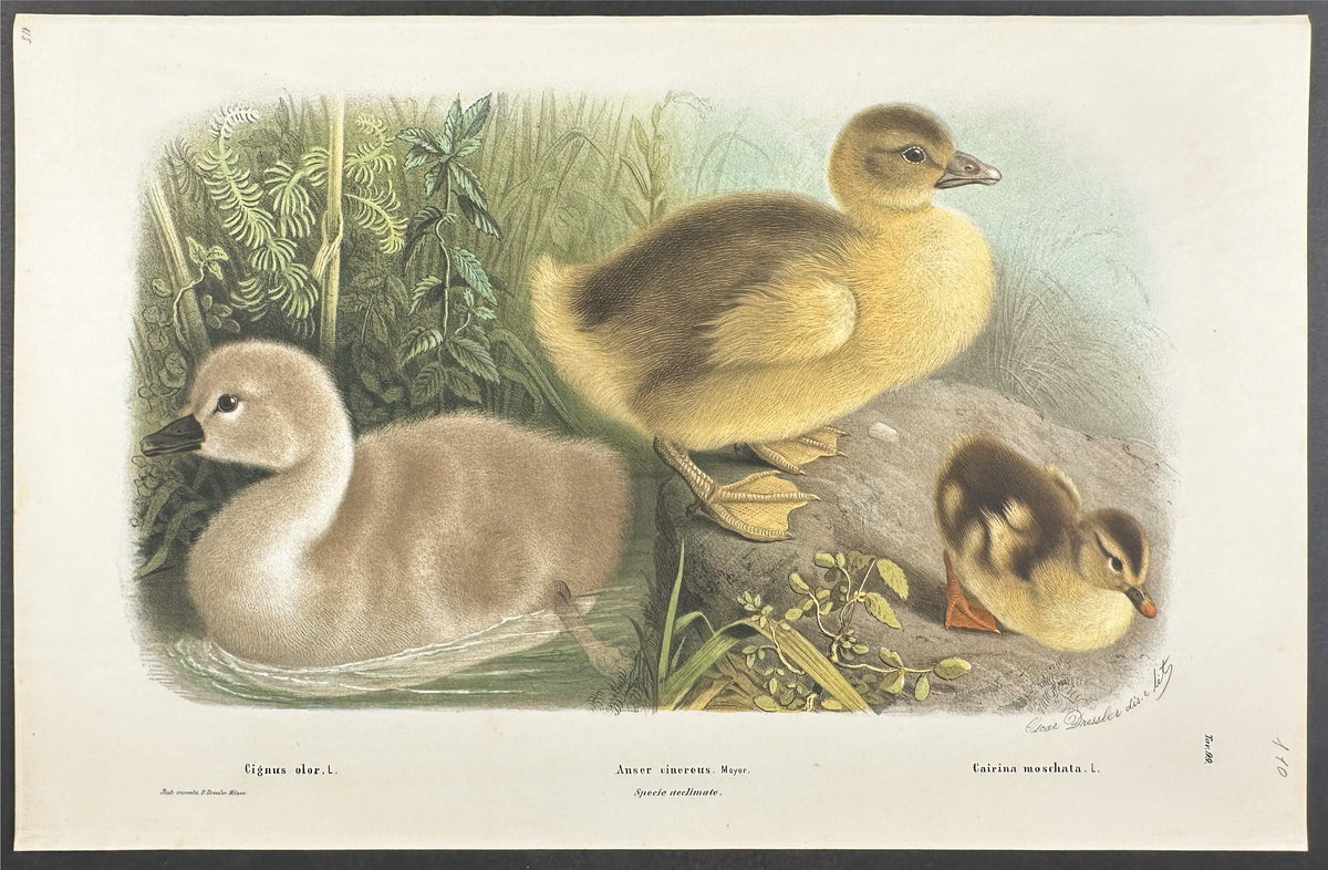 Goose - Anser cinereus