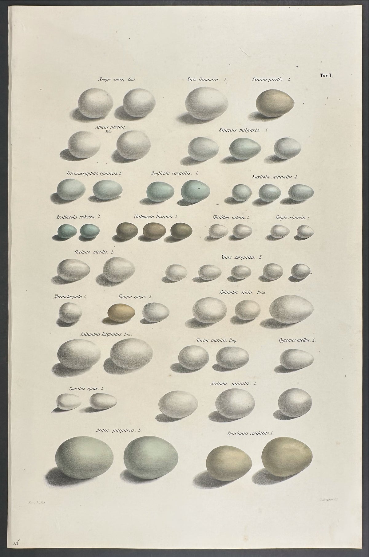 Eggs