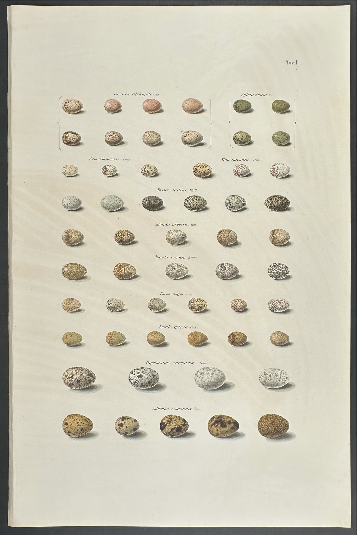 Eggs