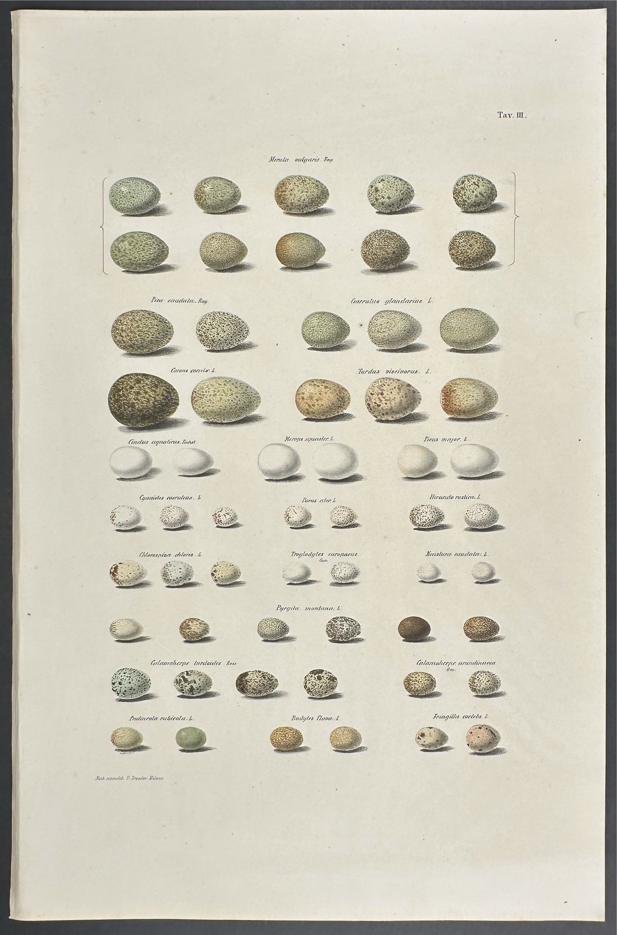 Eggs