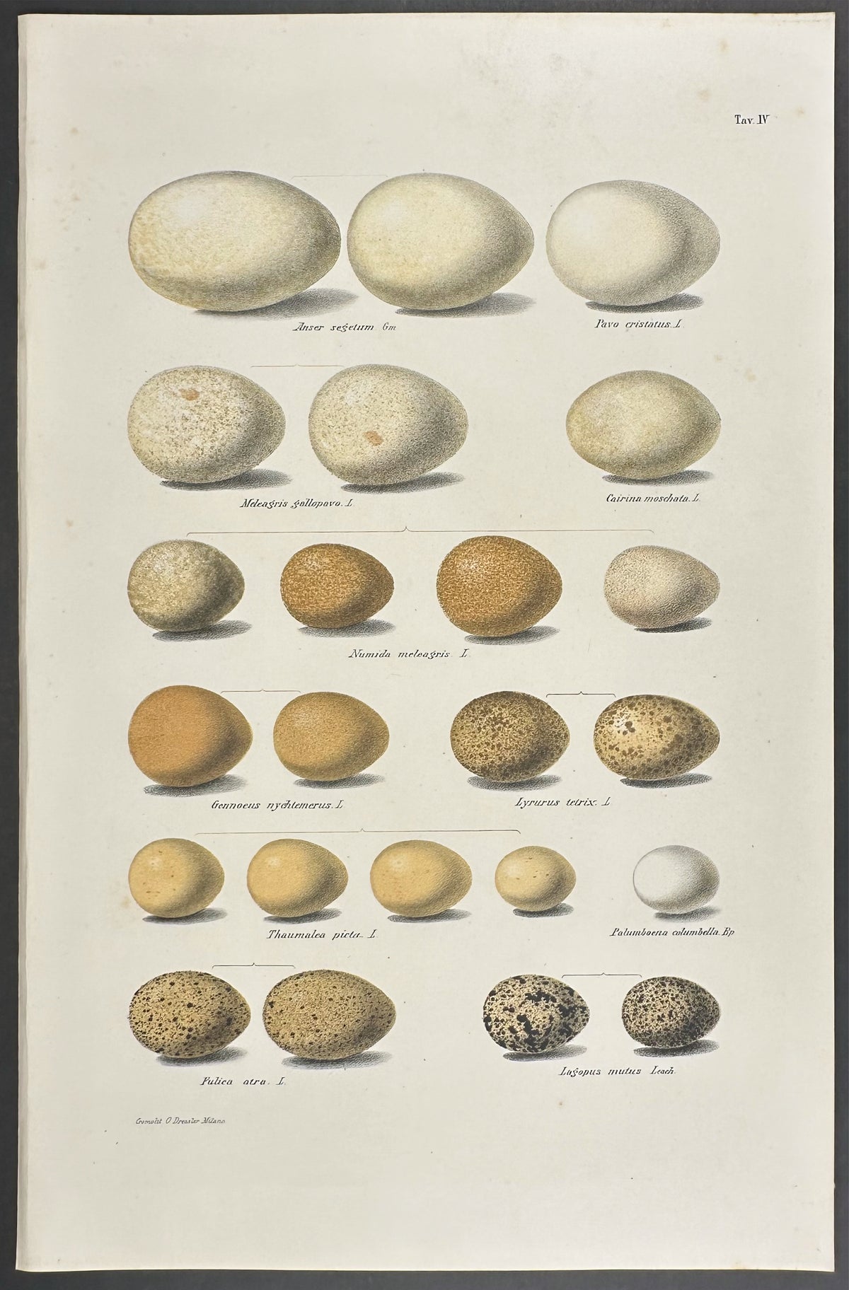 Eggs