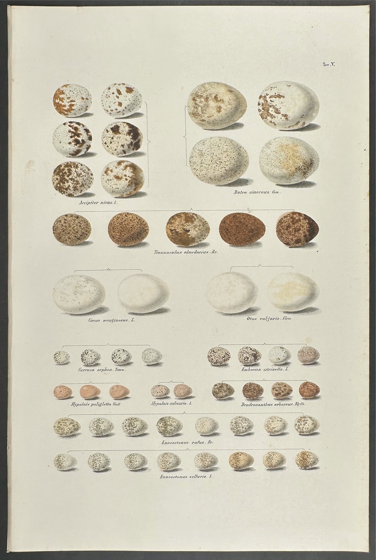 Eggs