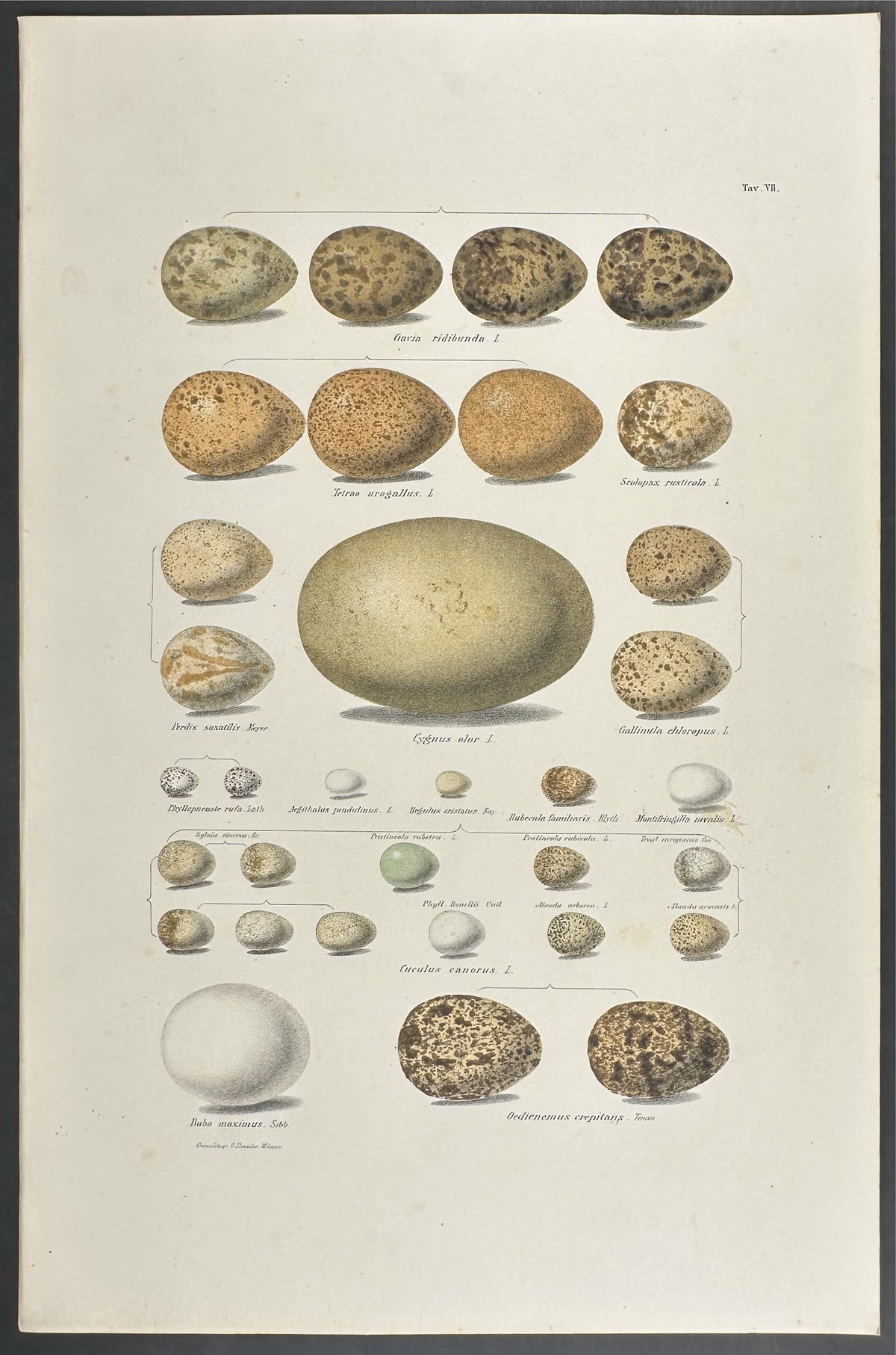 Eggs
