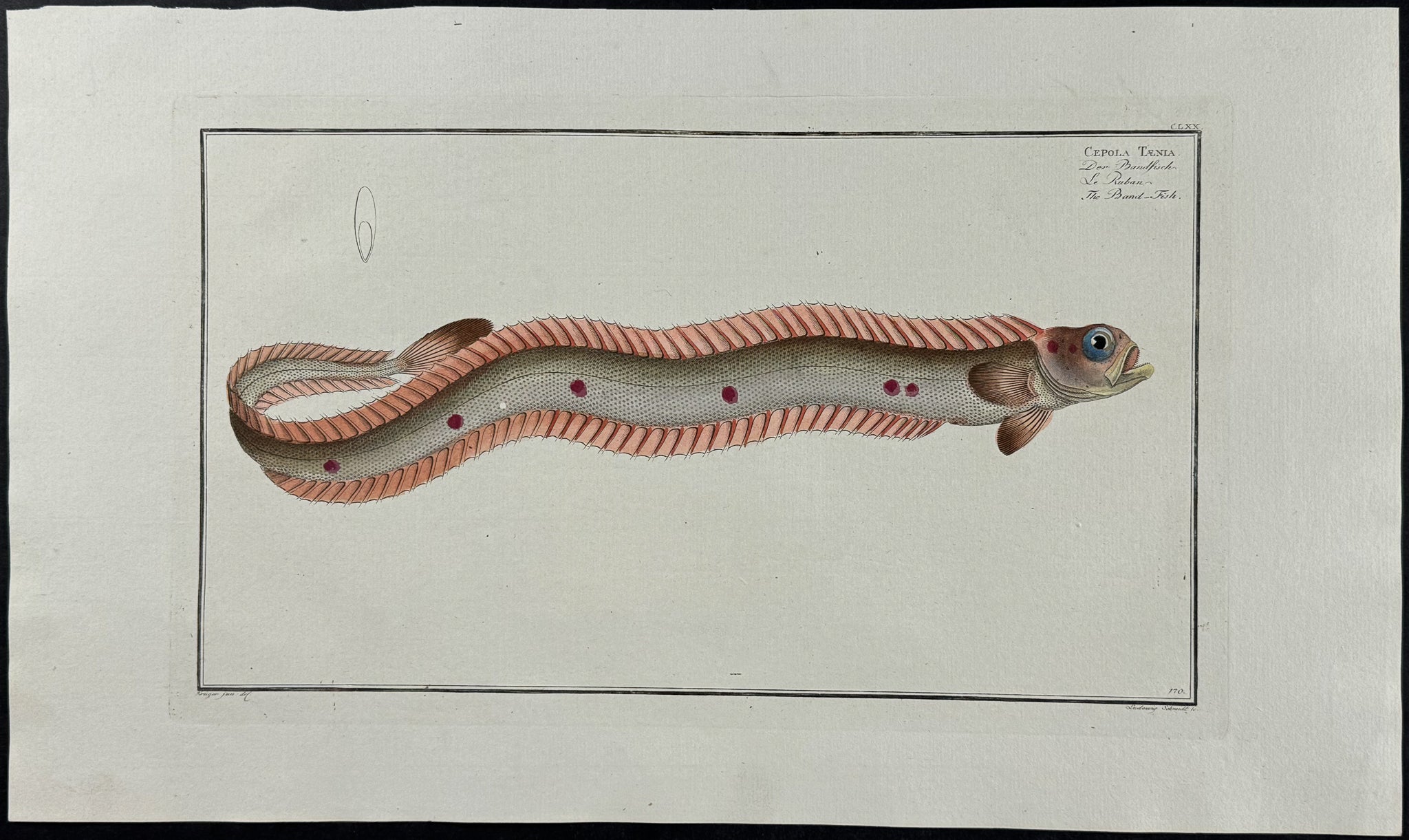 Band Fish - Cepola Taenia