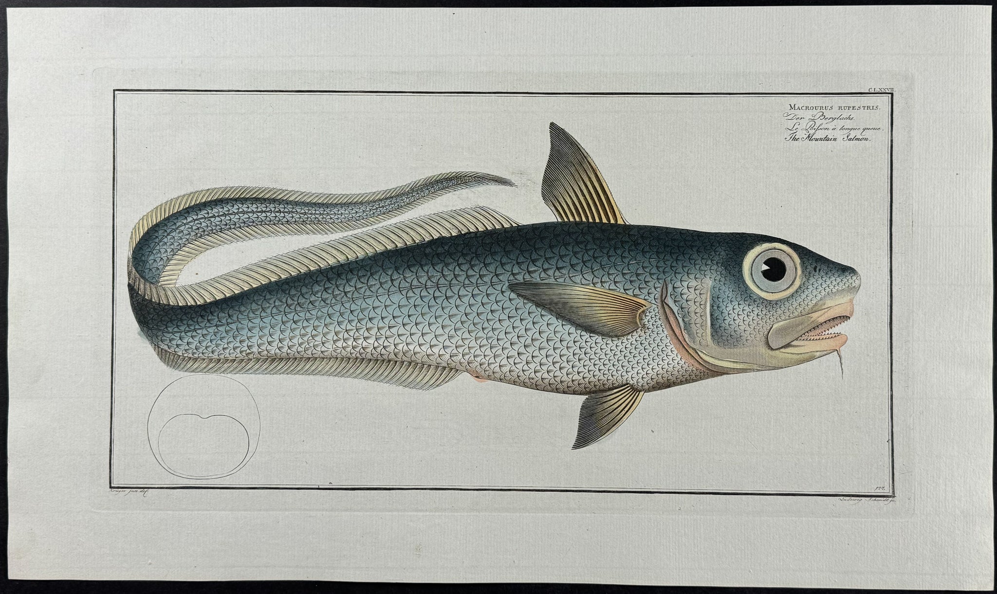 Fish - Macrourus Rupestris