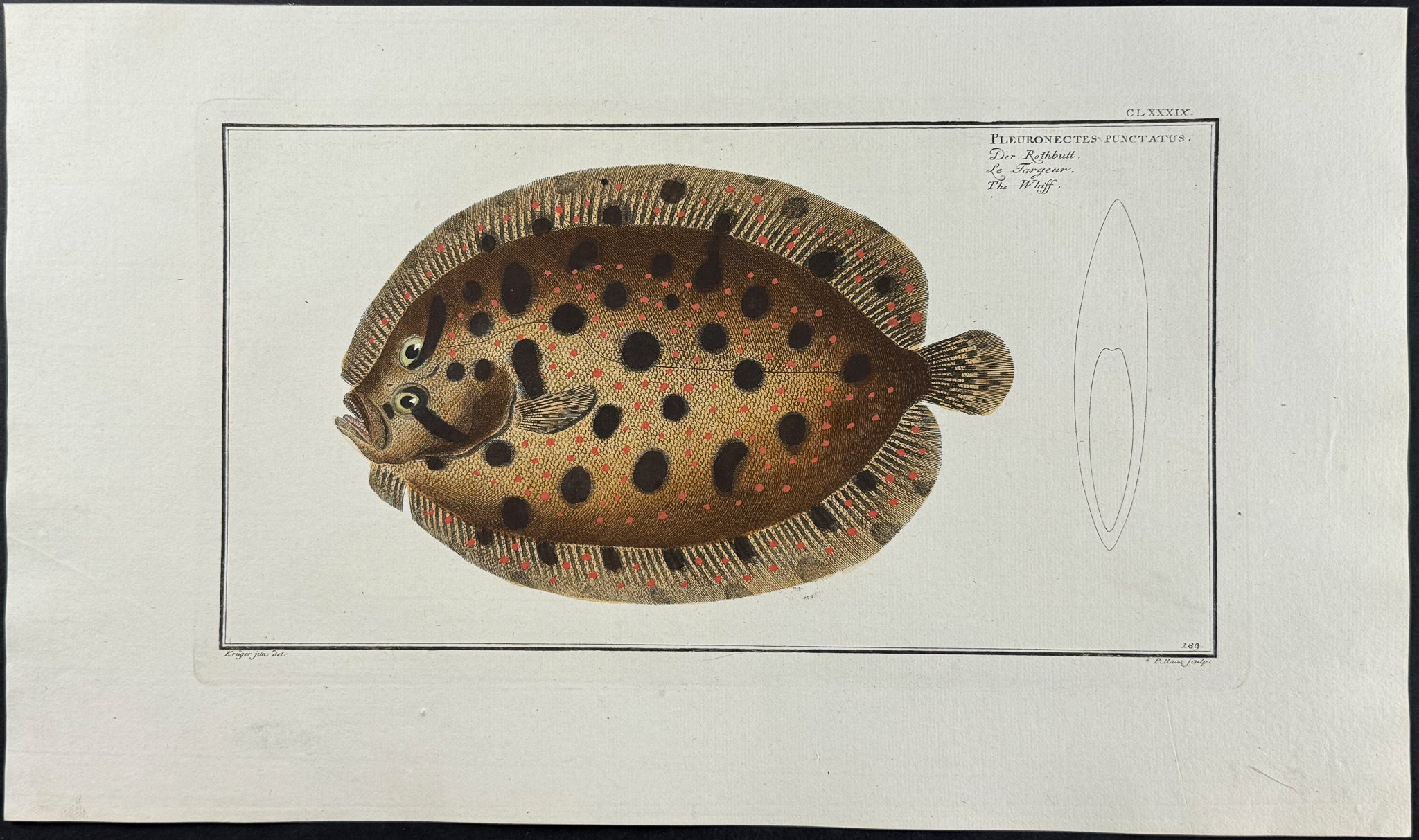 Whiff or Flounder - Pleuronectes Punctatus