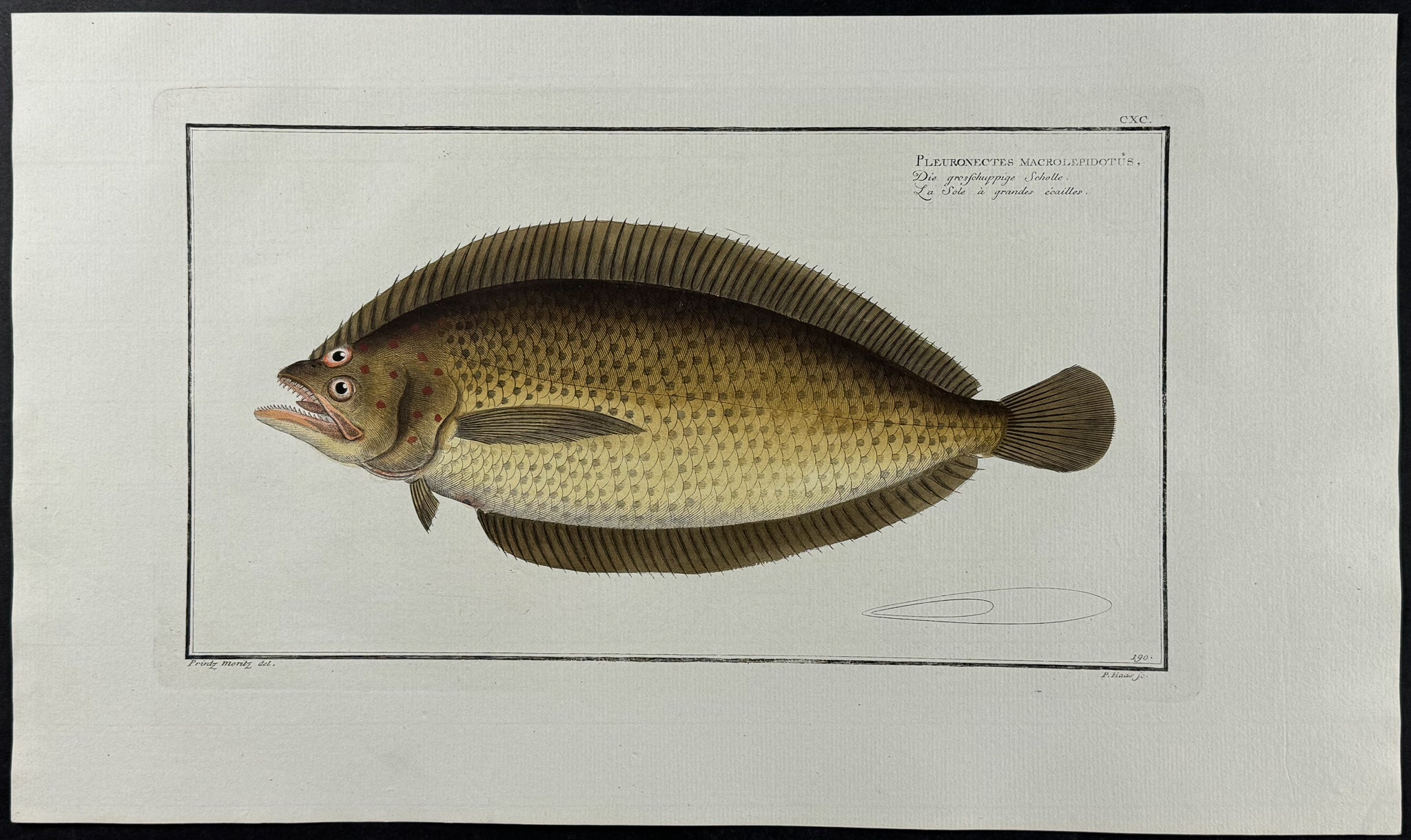 Flounder - Pleuronectes Macrolepidotus