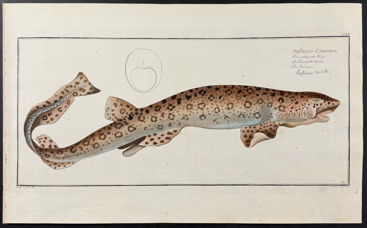 Shark or Bounce - Squalus Canicula
