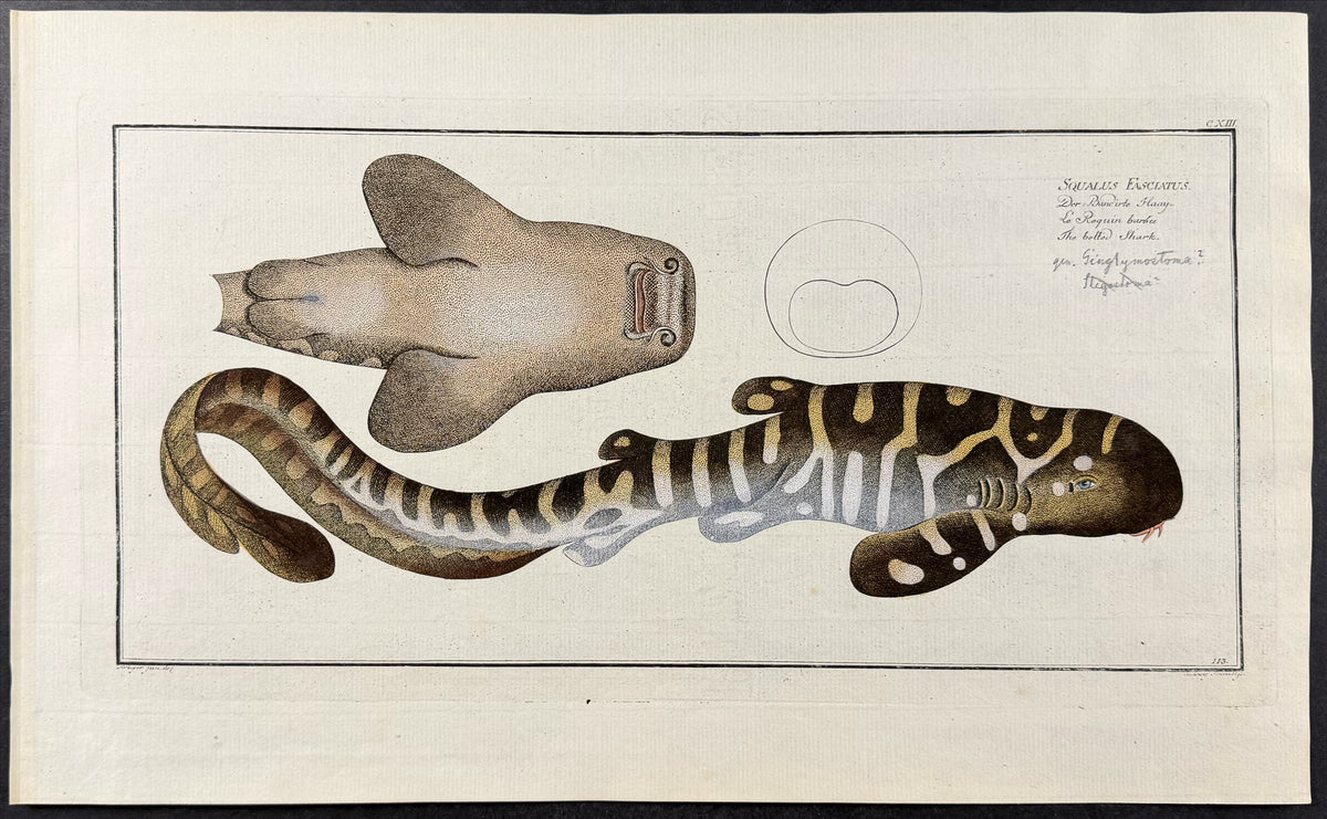 Belted Shark - Squalus Fasciatus