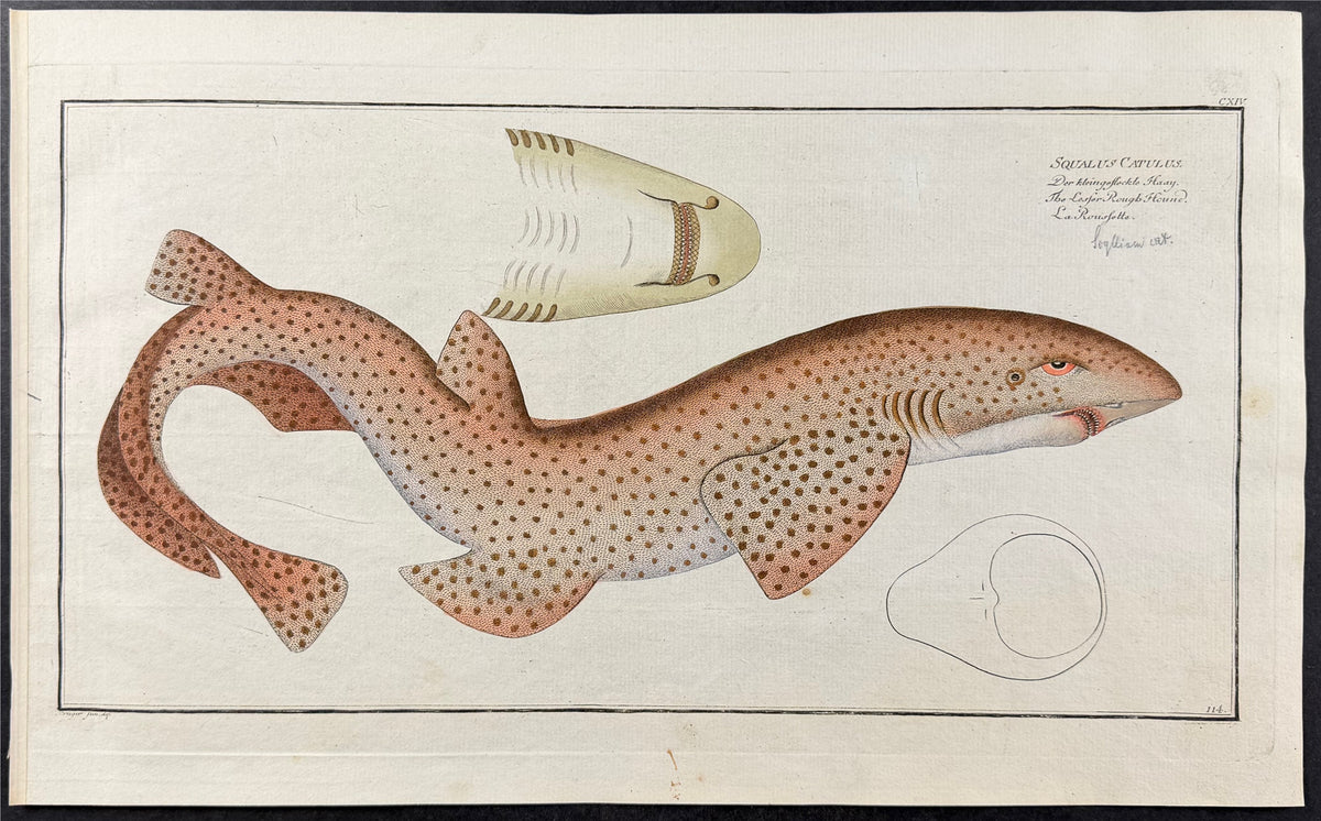 Shark or Lesser Rough Hound - Squalus Catulus