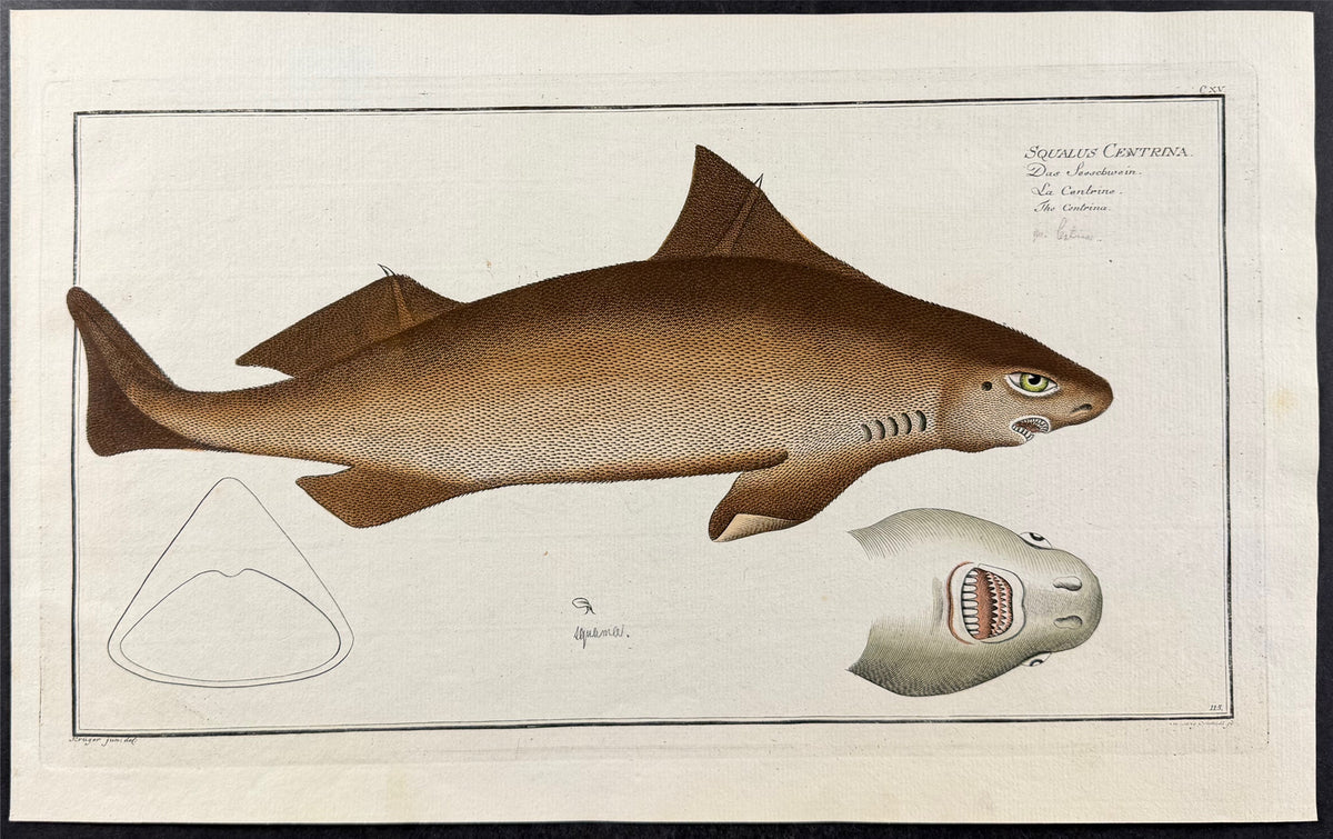 Shark or Centrina - Squalus Centrina