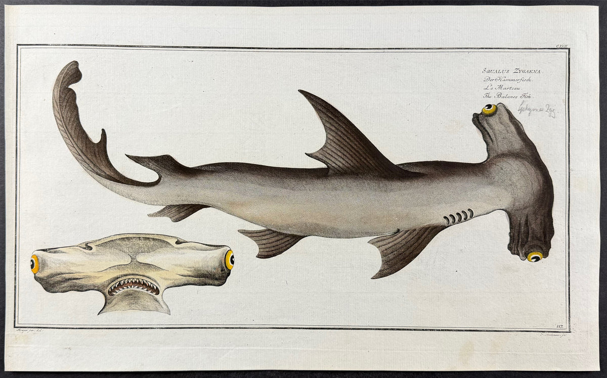 Hammerhead Shark or Balance Fish - Squalus Zygaena