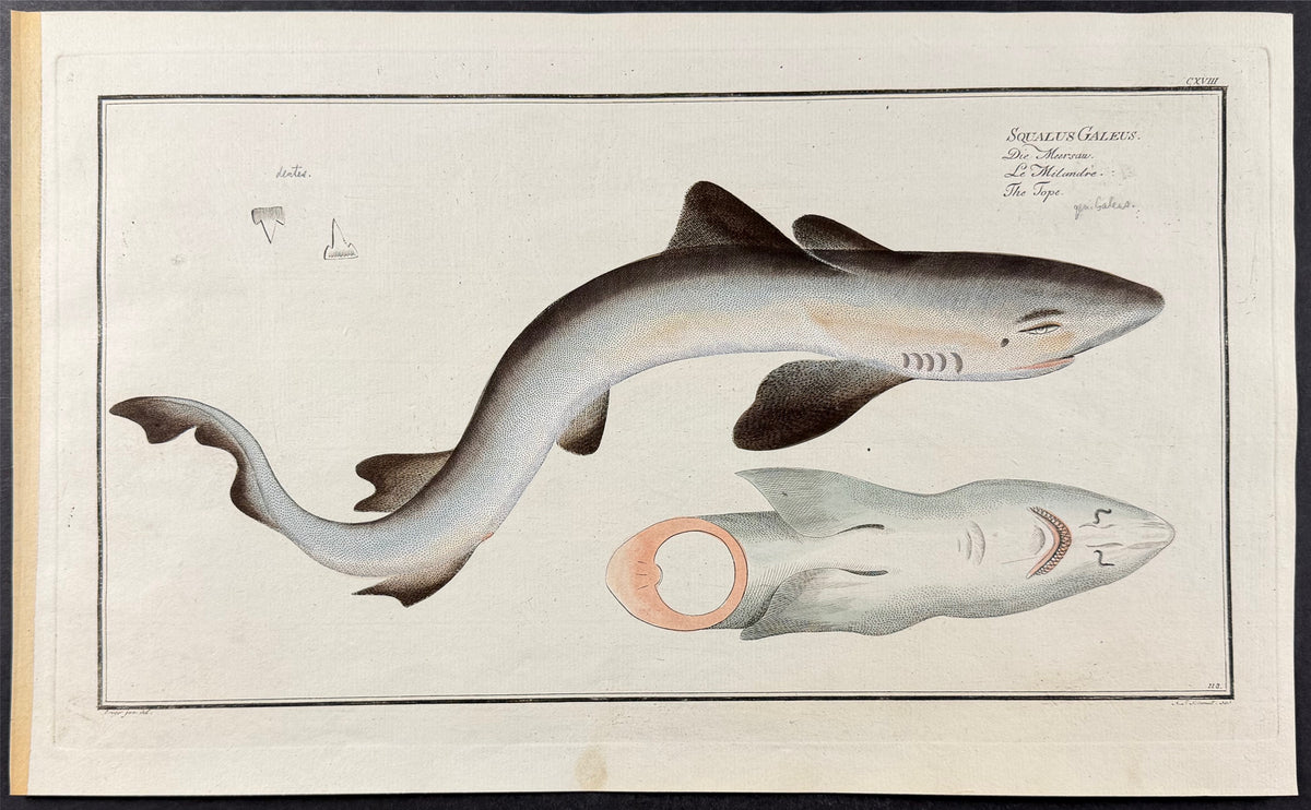 Shark or Tope - Squalus Galeus