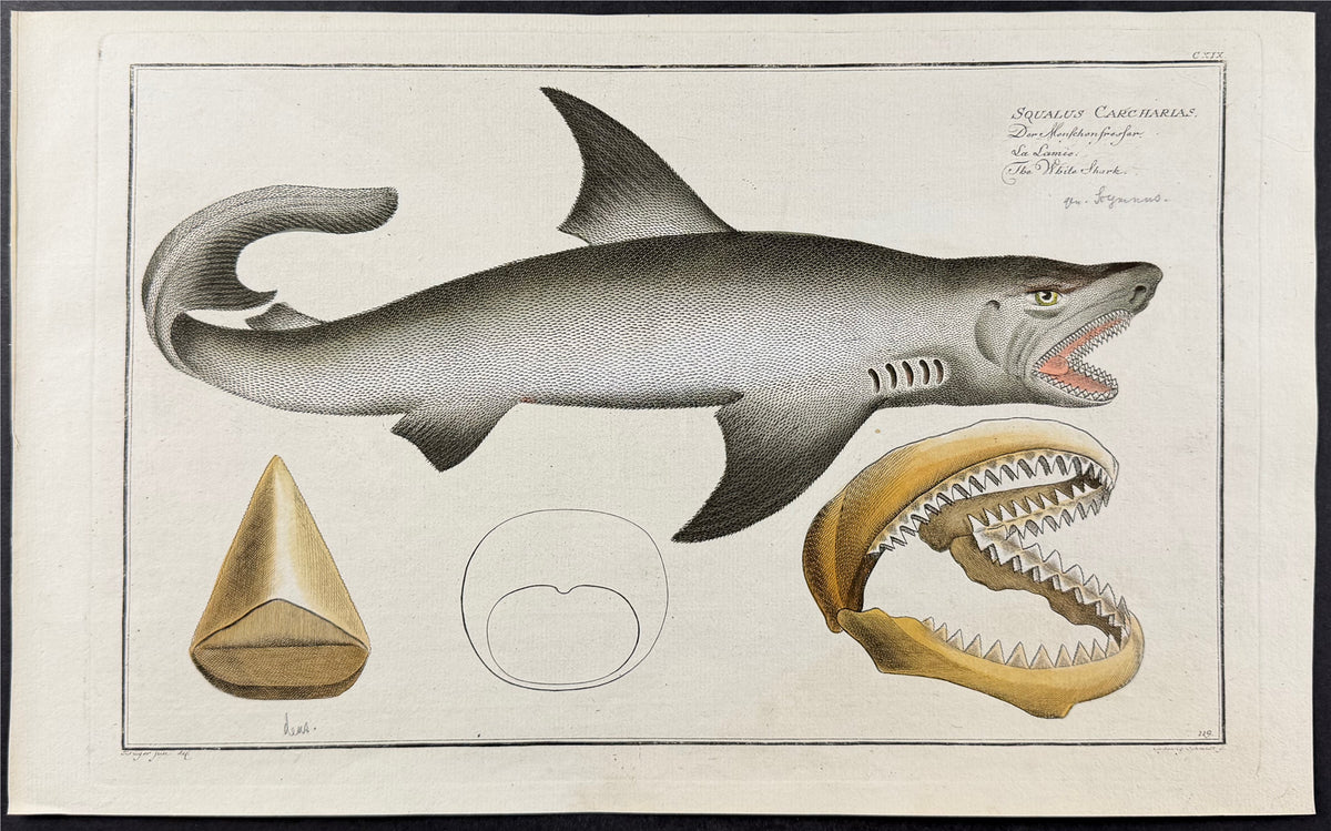 White Shark - Squalus Carcharias