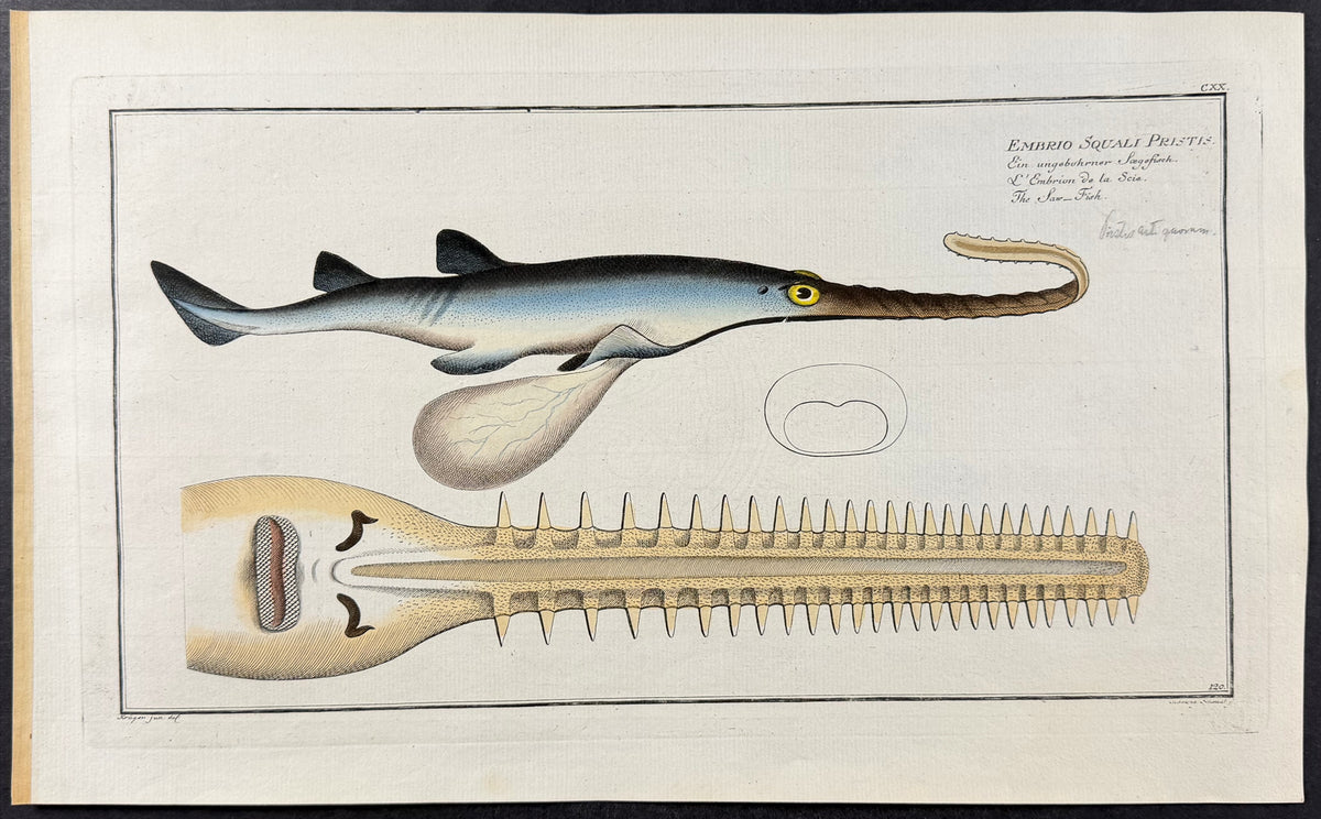 Saw-Fish - Embrio Squali Pristis