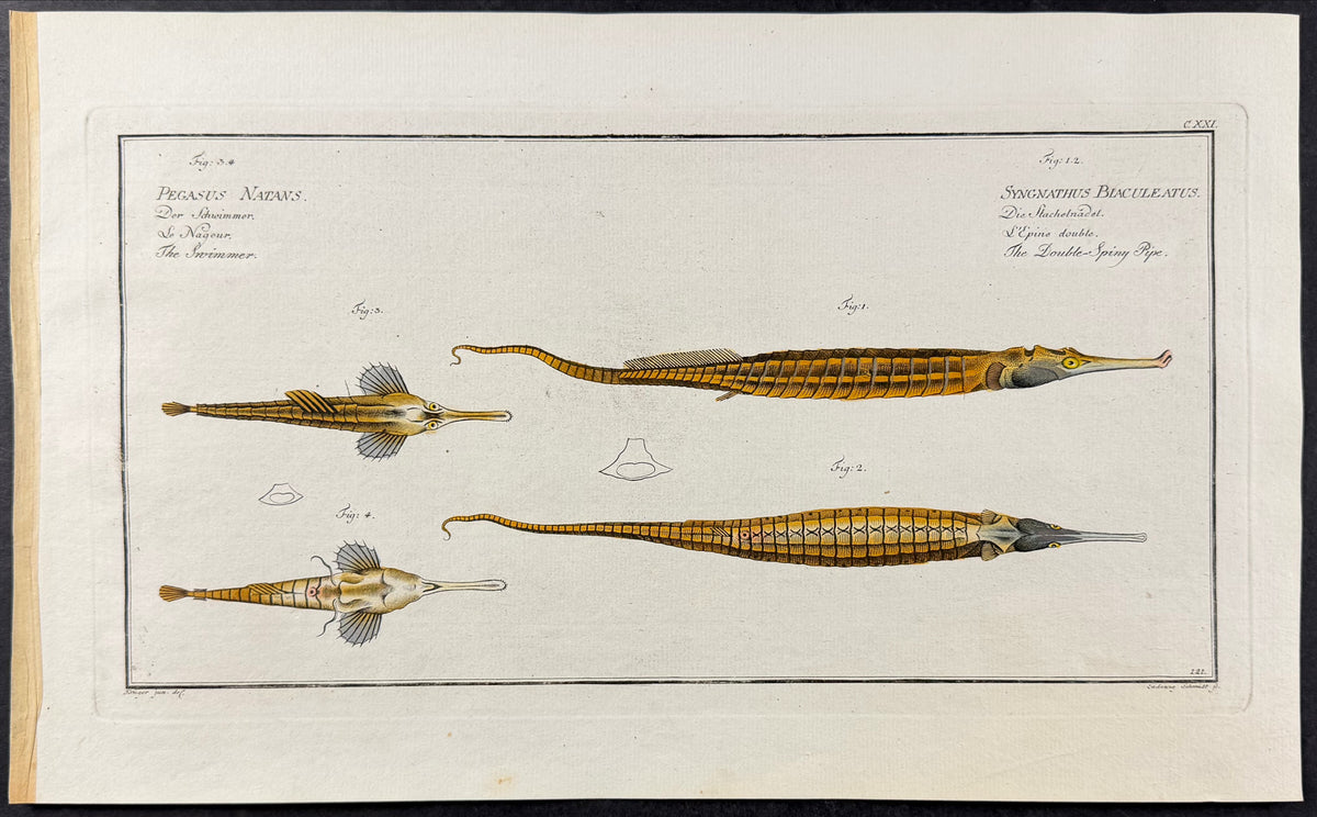 Pipe Fish - Pegasus Natans, Syngnathus Biaculeatus