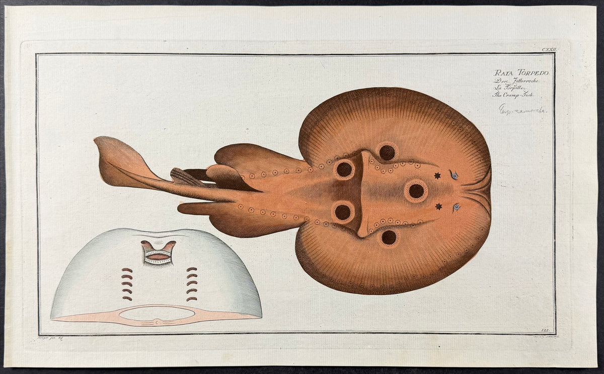 Ray or Cramp Fish - Raia Torpedo