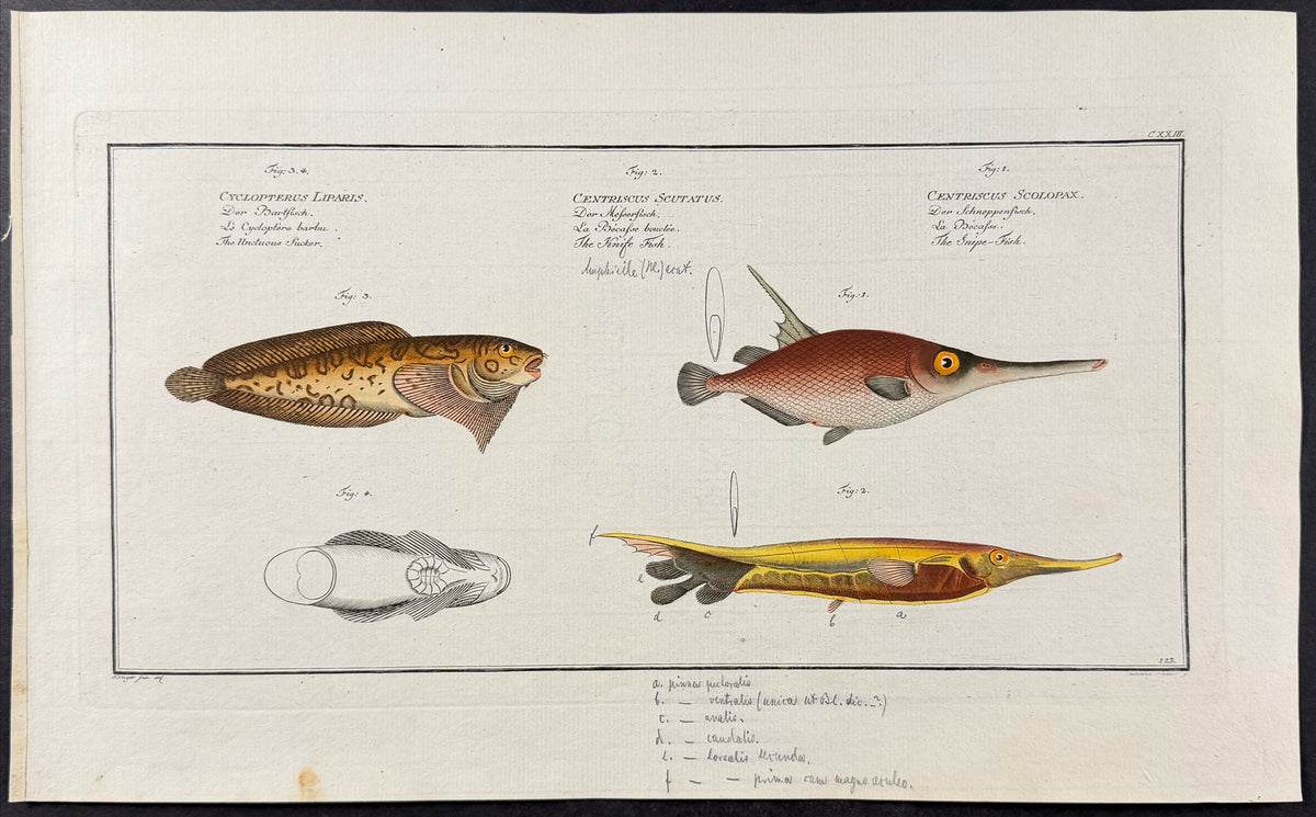 Fish & Unctuous Sucker - Cyclopterus Liparis, Centriscus Scutatus, C. Scolopax