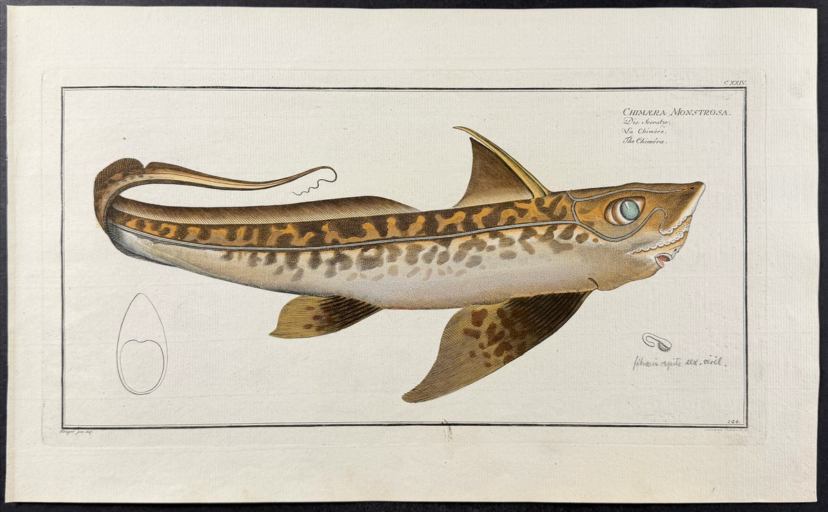Fish - Chimaera Monstrosa