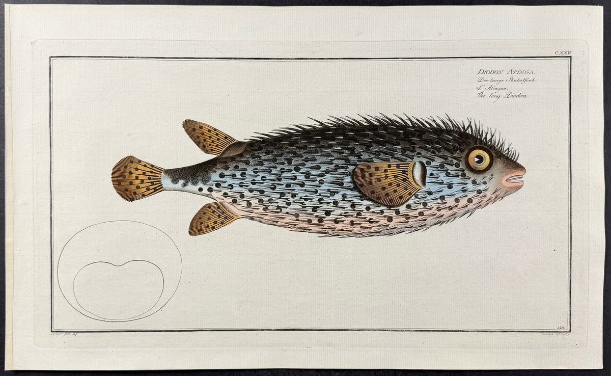 Blowfish - Diodon Atinga