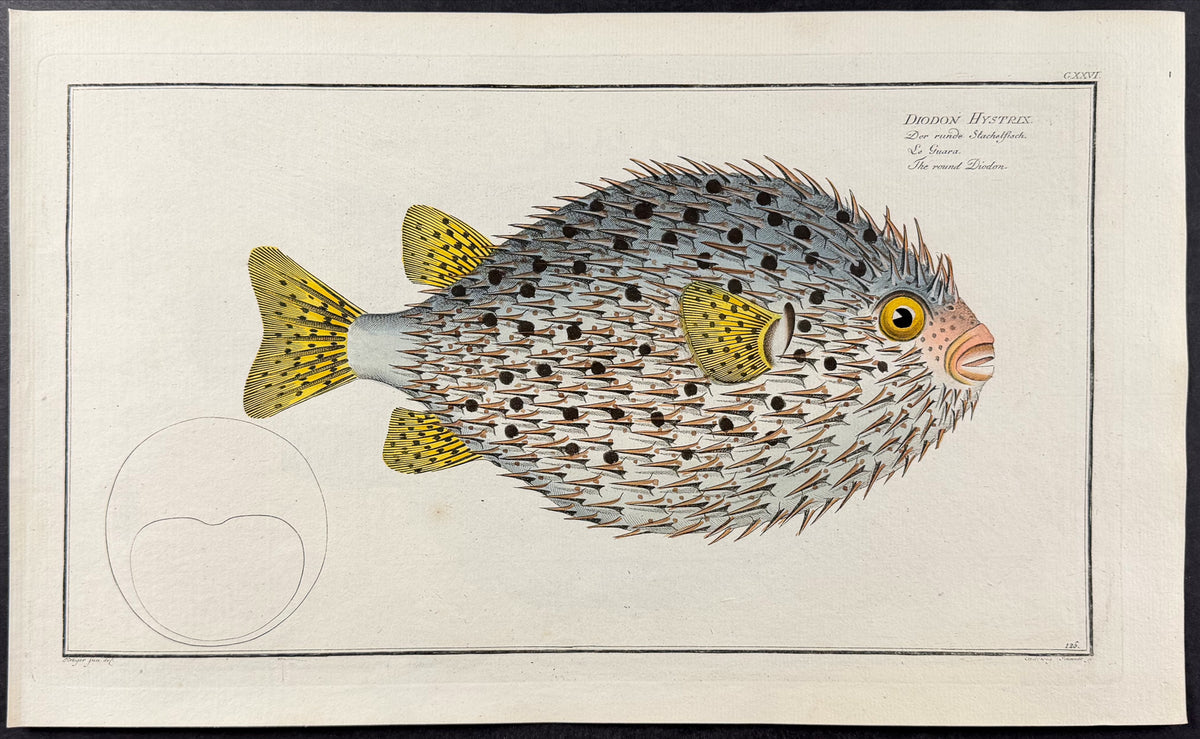 Porcupinefish - Diodon hystrix