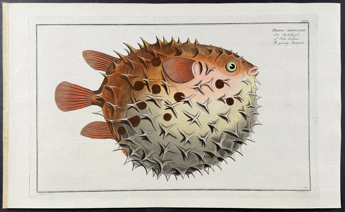Blowfish or Prickly Bottlefish - Diodon Orbicularis