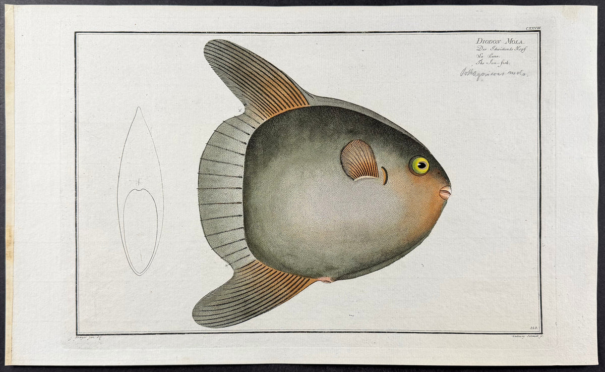 Sun-Fish - Diodon Mola