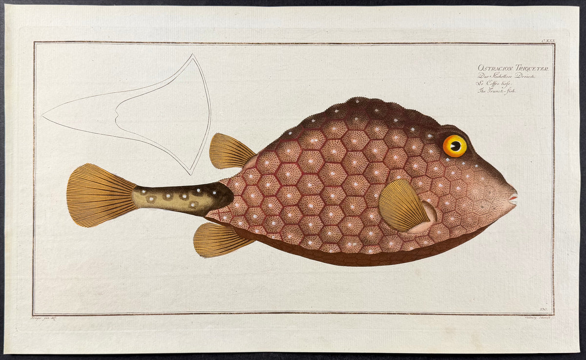 Trunck-Fish - Ostracion Triqueter