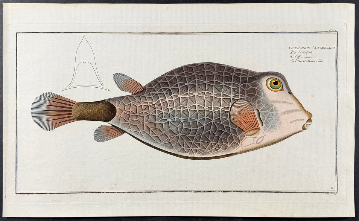Fish - Ostracion Concatenatus