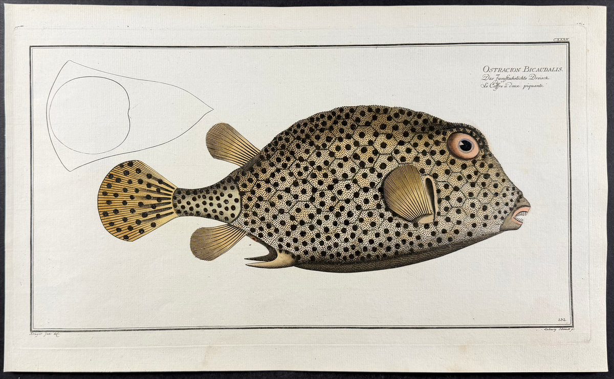 Fish - Ostracion Bicaudalis