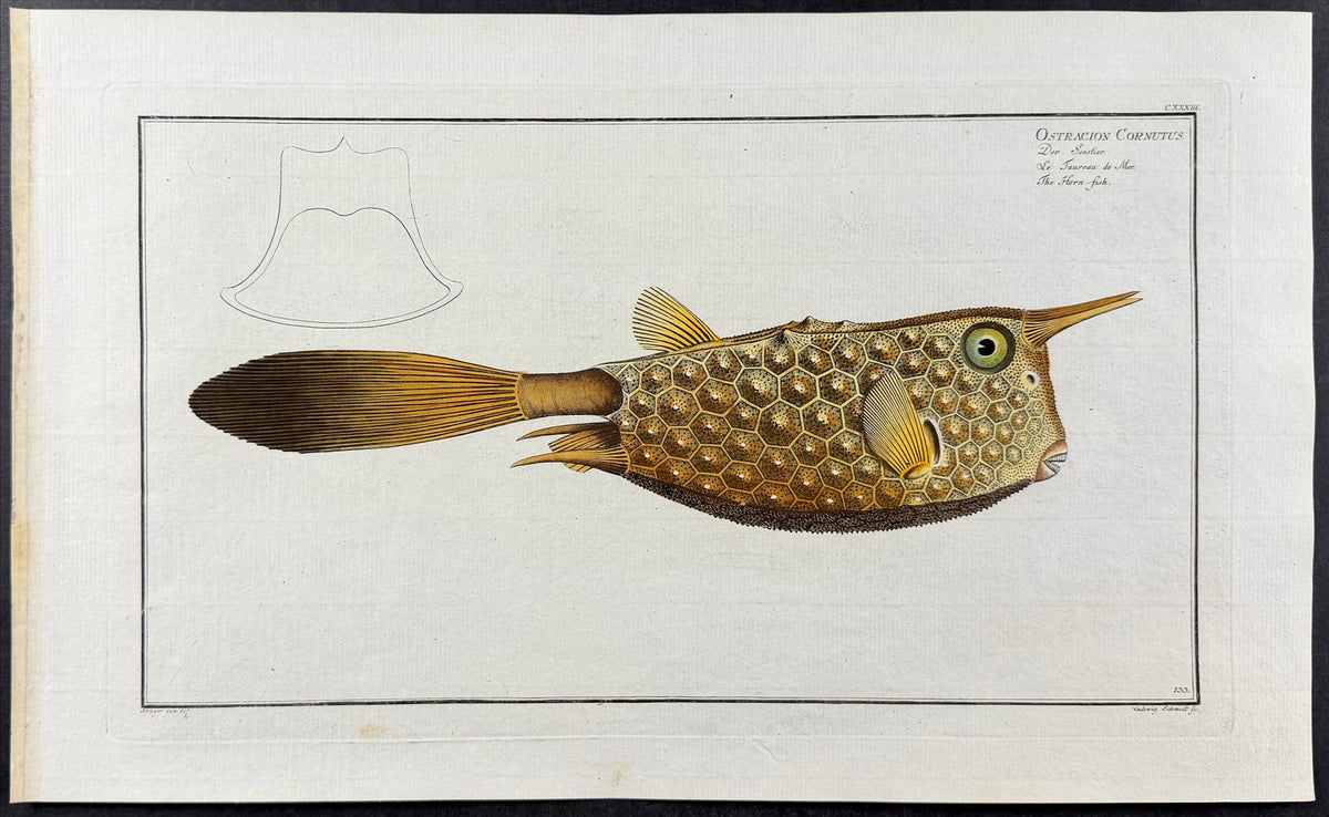 Horn-Fish - Ostracion Cornutus