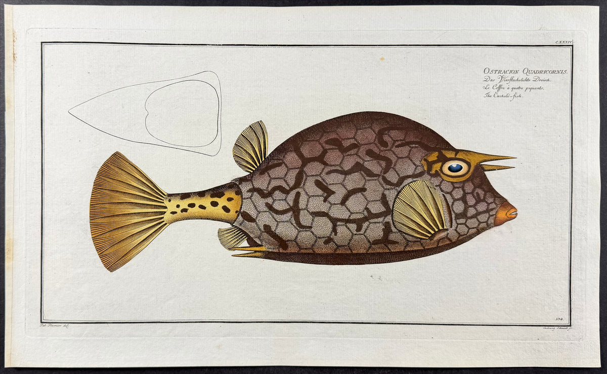 Cuckold-Fish - Ostracion Quadricornis
