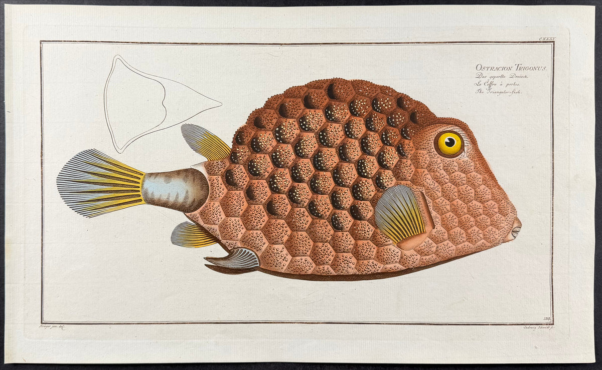 Triangular-Fish - Ostracion Trigonus
