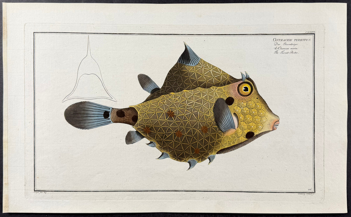 Fish - Ostracion Turritus