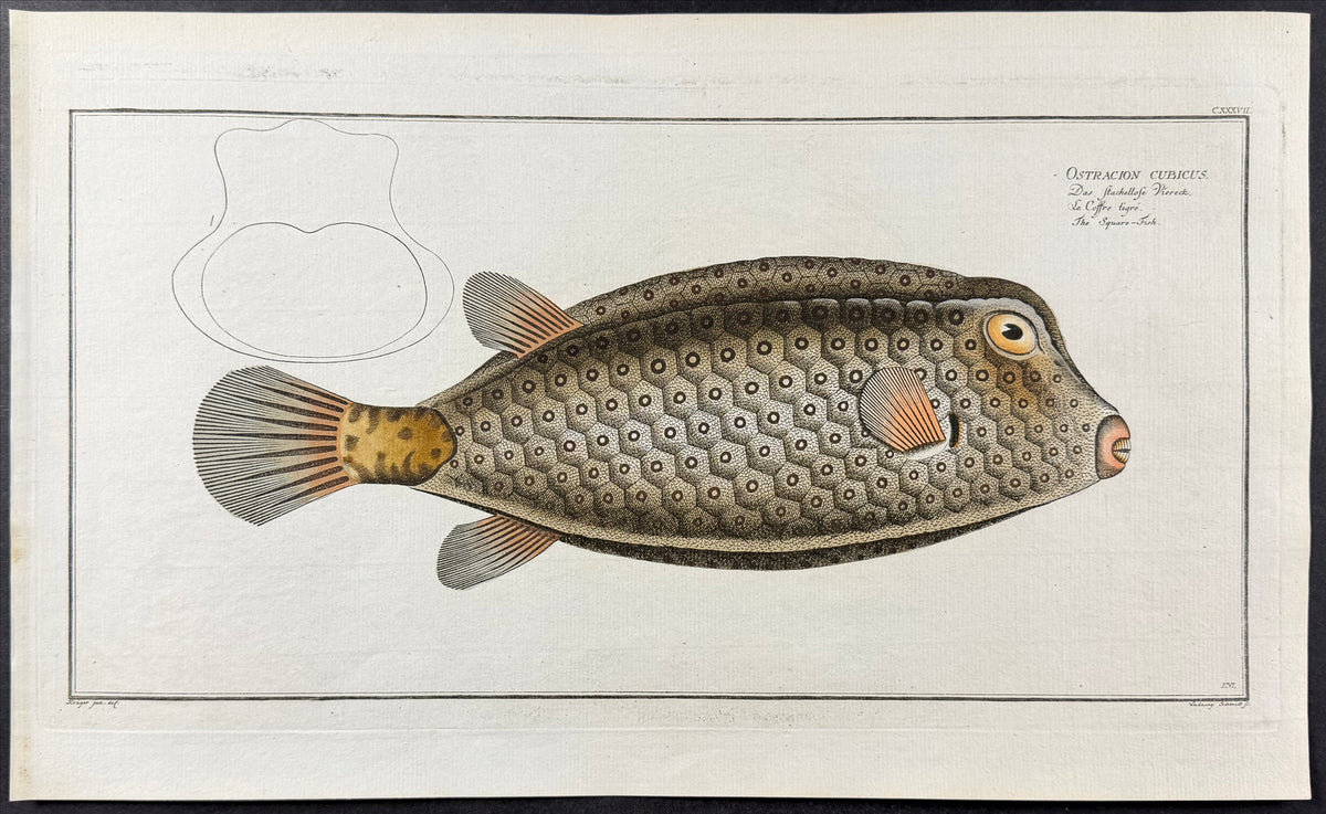 Square-Fish - Ostracion Cubicus