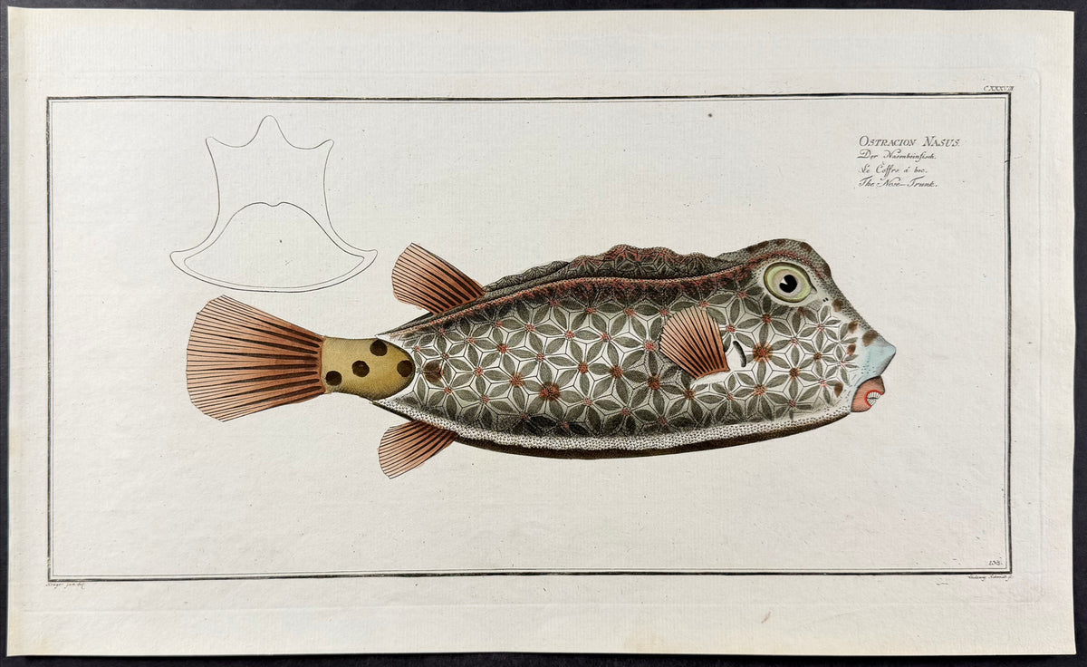 Fish - Ostracion Nasus