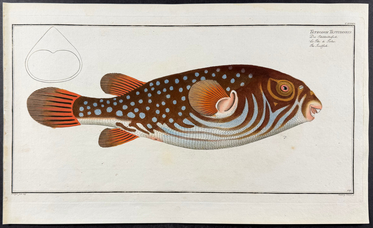 Pufferfish - Tetrodon testudineus