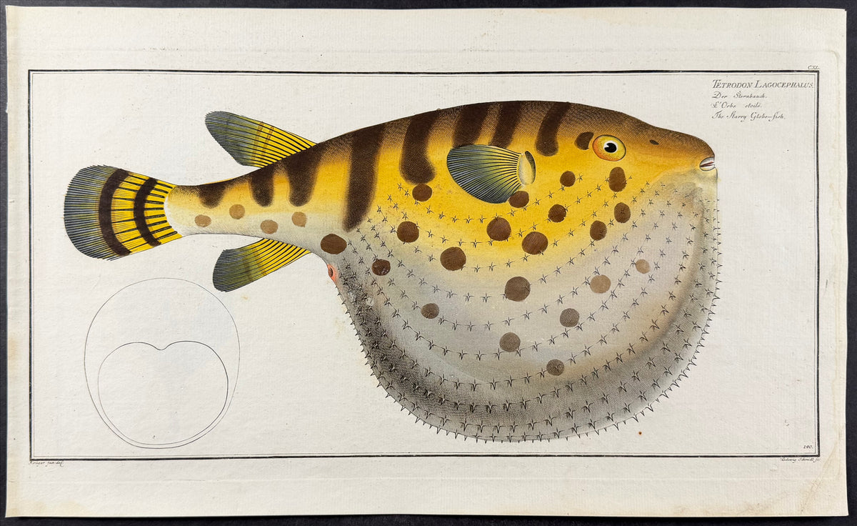 Starry Globe-Fish or Blowfish - Tetrodon Lagocephalus