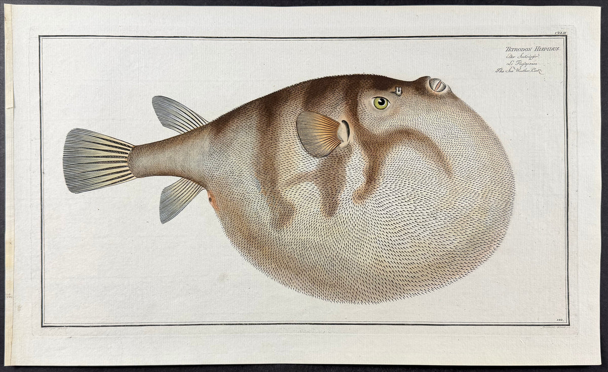Sea Weather Cock Fish or Blowfish - Tetrodon Hispidus