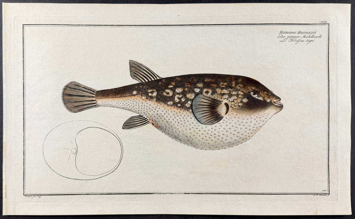 Blowfish - Tetrodon Honckenii