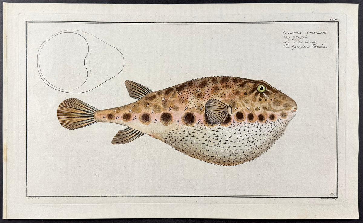 Blowfish - Tetrodon Spengleri