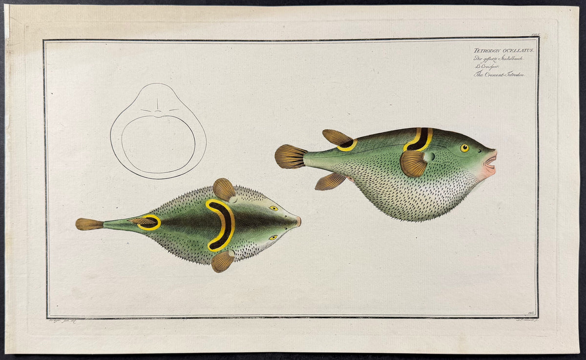 Pufferfish - Tetrodon oceallatus