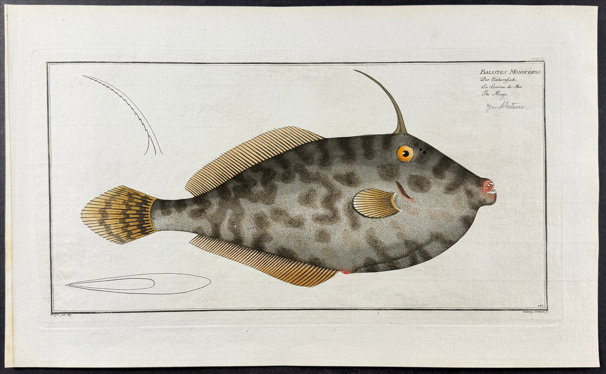 Triggerfish - Balistes Monoceros