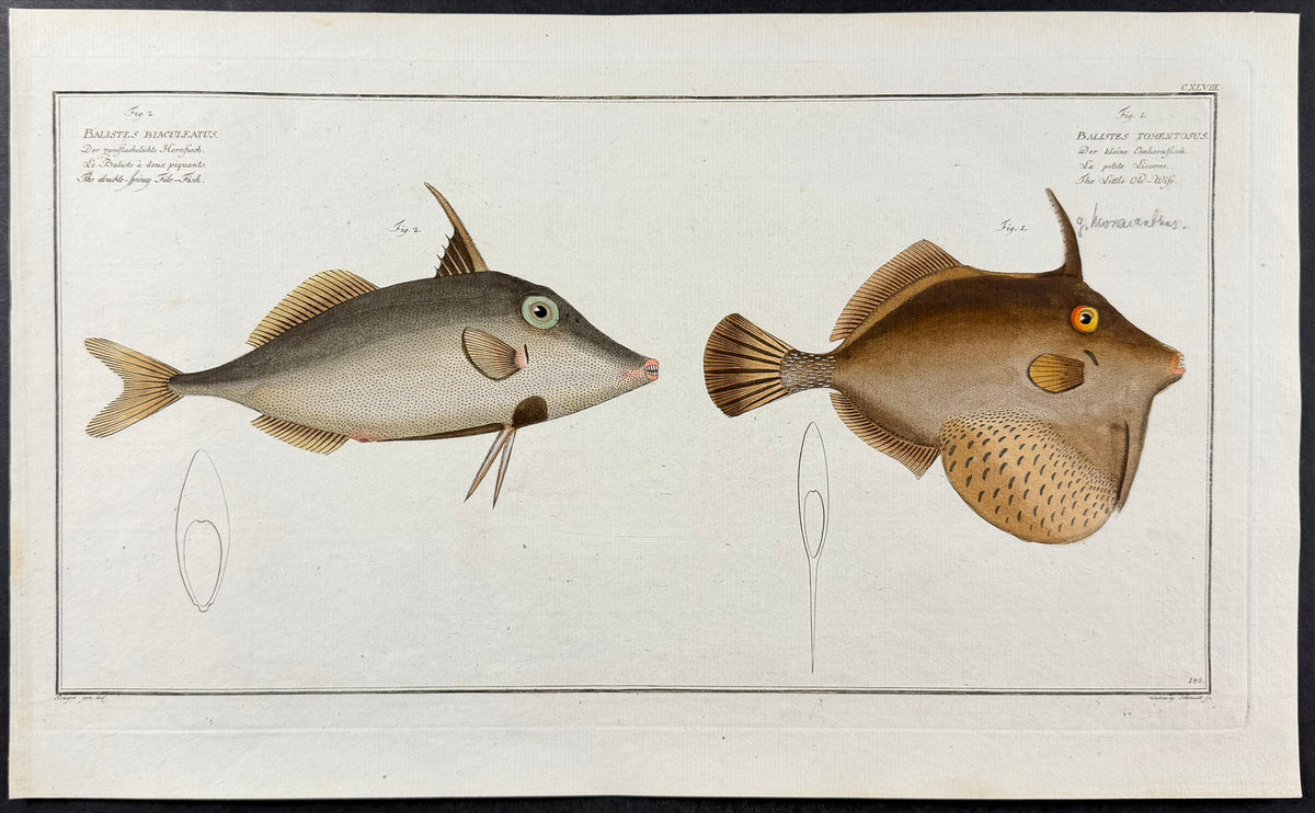 Triggerfish - Balistes tomentosus